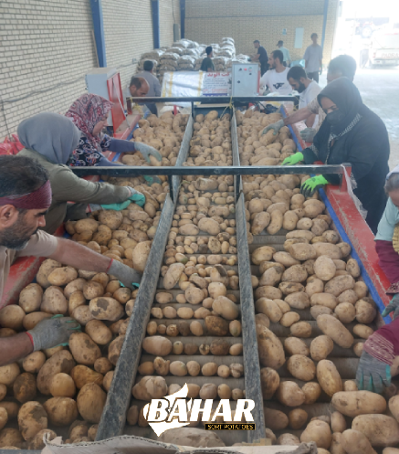 خدمات سورتینگ سیب زمینی