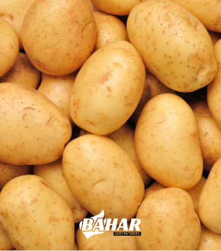 مشاوره فروش سیب زمینی