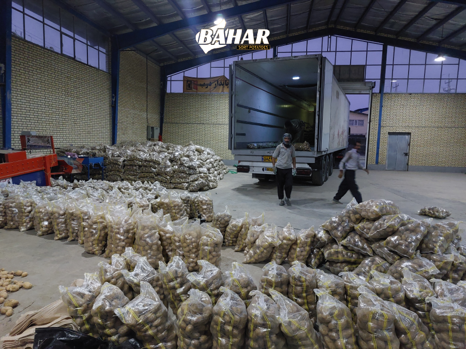 بسته بندی سیب زمینی
