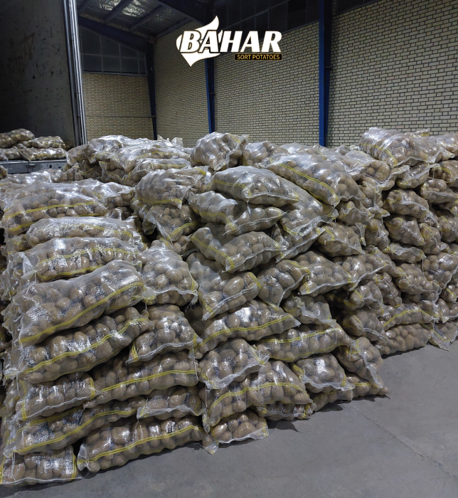  بسته بندی سیب زمینی