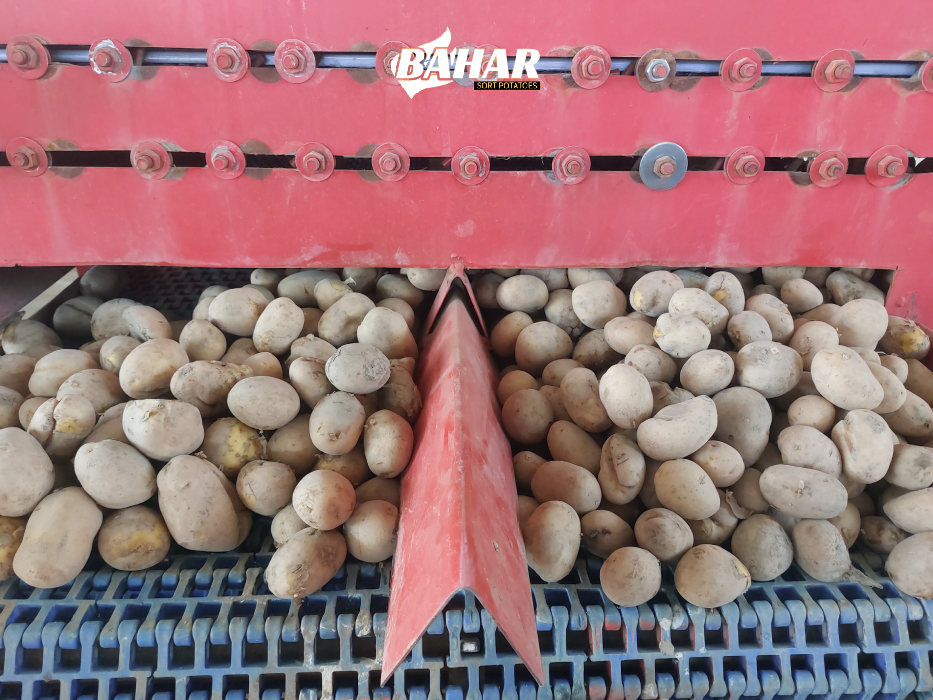خدمات سورتینگ سیب زمینی