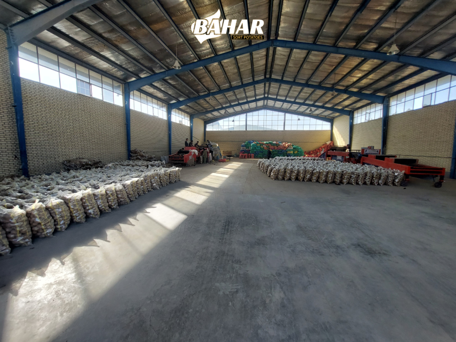 خدمات سورتینگ سیب زمینی