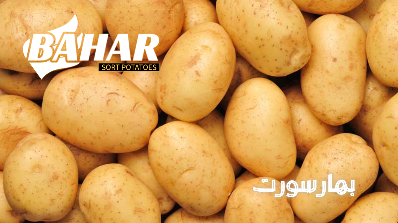 نهایت دقت