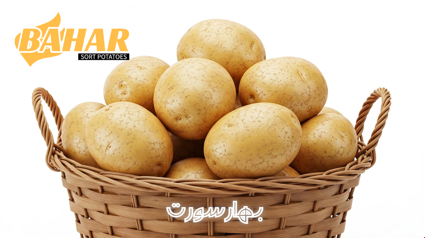 کیفیت برتر 